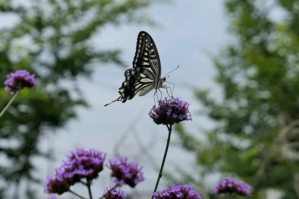 Does this butterfly look like Jack Skellington to you too? Photo by Greg Peterson / Wikipedia