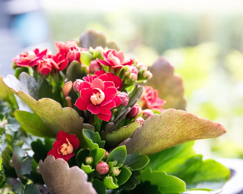 Wenn Sie Haustiere haben, sollten Sie die Kalanchoe meiden. Die Pflanze ist giftig. Foto von Pxfuel /pxfuel
