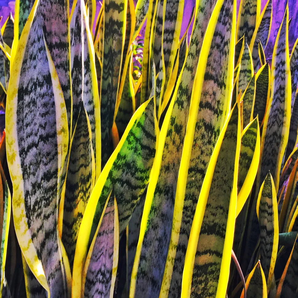 Finalmente una pianta dal fogliame grafico adatto ai principianti - Foto di Carlos Ebert / Flickr