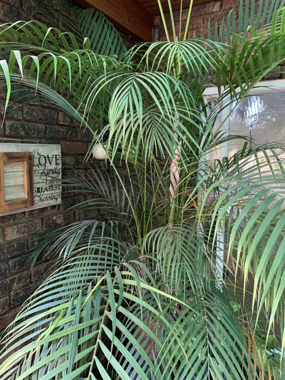 Having a palm tree in your home means you'll feel like you're on vacation all year round - Photo by Malanfcm / iNaturalist