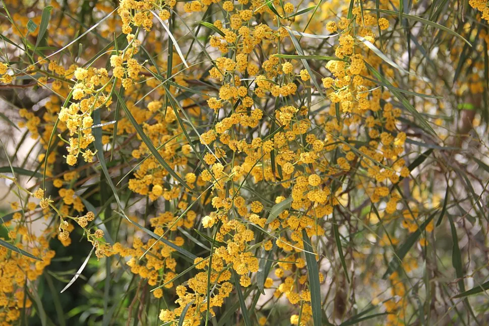 De Acacia retinodes, die het embleem van de Côte d'Azur is geworden, komt oorspronkelijk uit Australië. Foto door Lazaregagnidze / Wikipedia