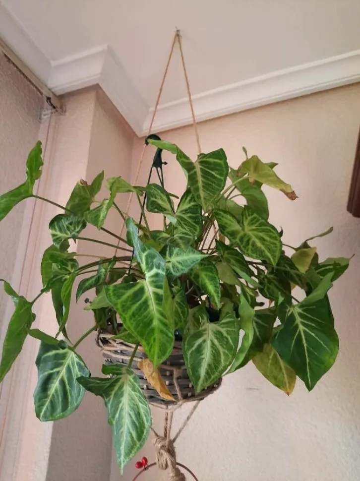 Als Hängepflanze bleibt das Syngonium kleiner als mit einer Stütze – Foto von Chárlez Alarcón / Plantnet
