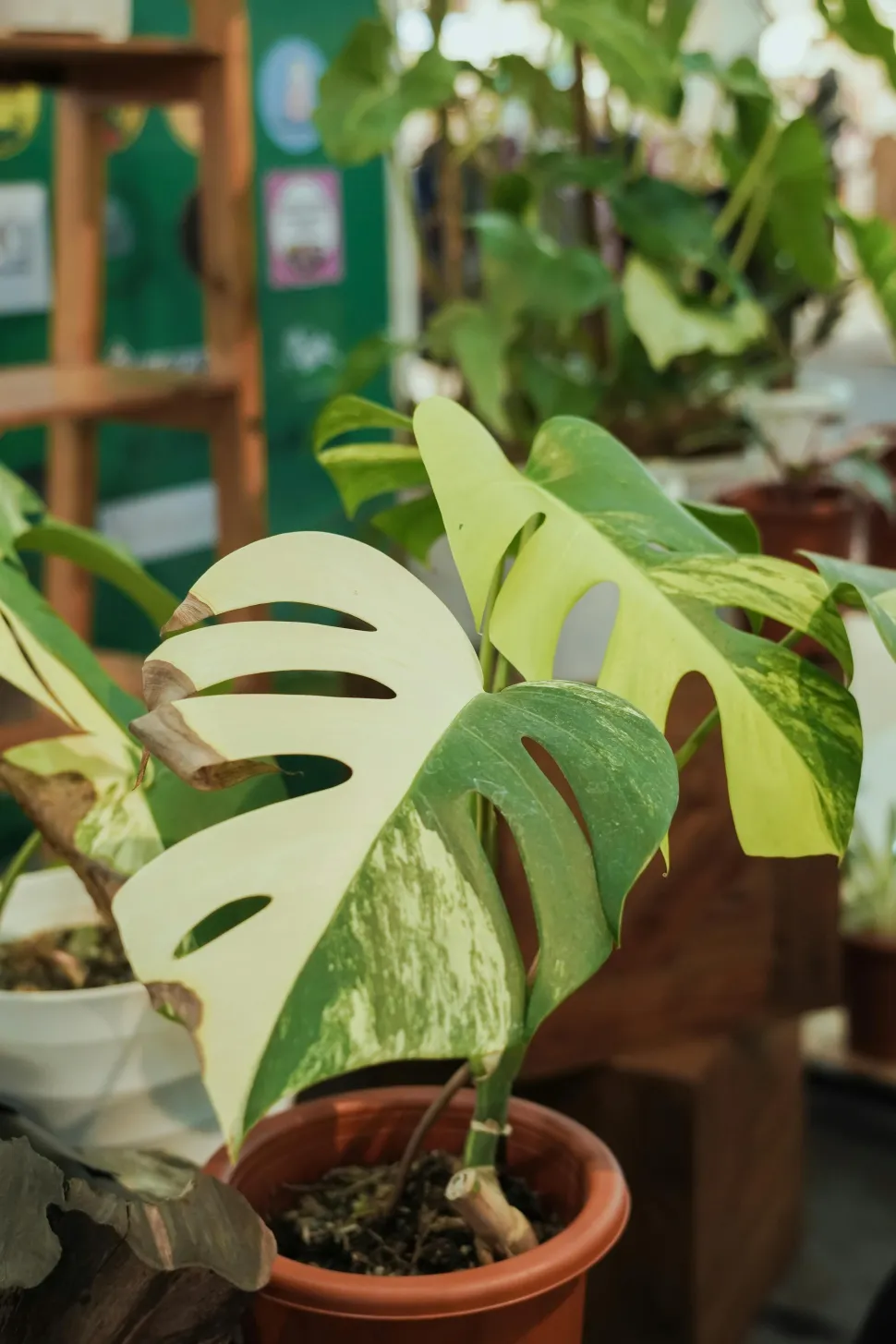 Im Gegensatz zum Bitcoin-Kurs fällt der Preis der Mini-Monstera - Foto von Rizka Adib / Pexels