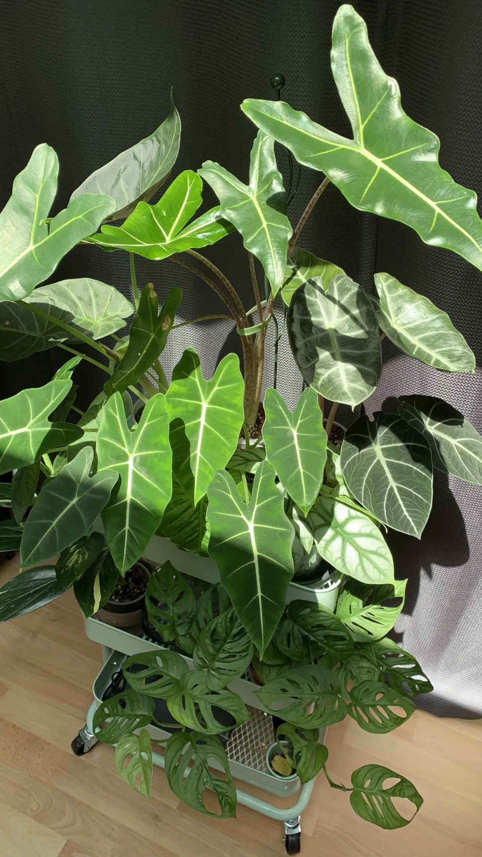 Alocasia's binnen en in geweldige vorm. Het is een fenomeen dat zeldzaam genoeg is om het vermelden waard te zijn!