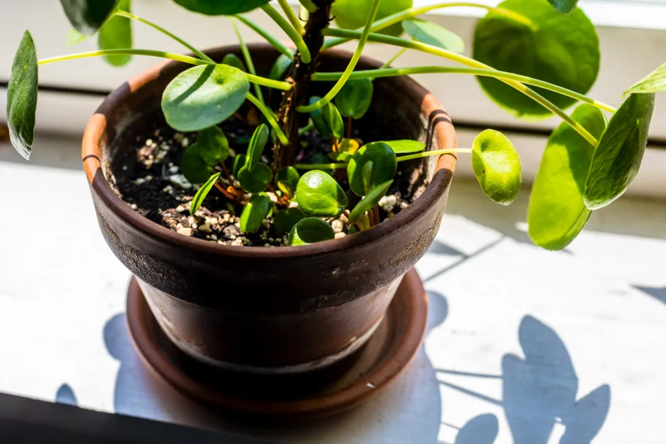 La Pilea peperomioides está en todas partes porque se multiplica fácilmente - Foto de Spurekar / Flickr