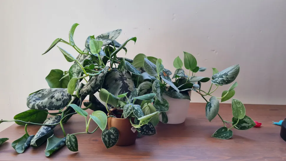 Mit ihrem panaschierten Laub wirken Pothos sehr effektvoll, ohne dass sie komplizierte Pflege benötigen. 