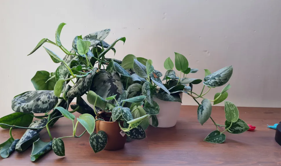 With their variegated foliage, pothos make a statement without requiring complicated care.
