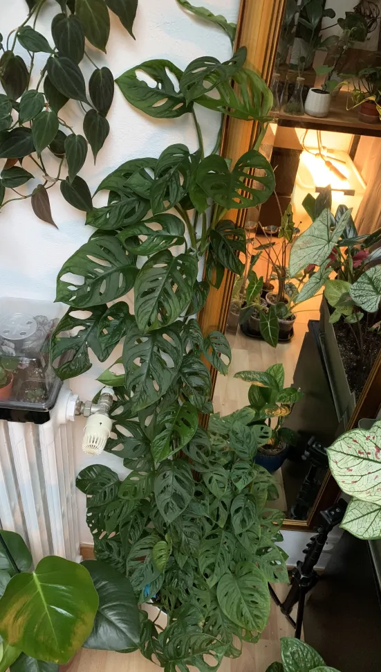 Het is moeilijk te geloven dat deze Monstera adansonii nauwelijks aandacht nodig heeft.