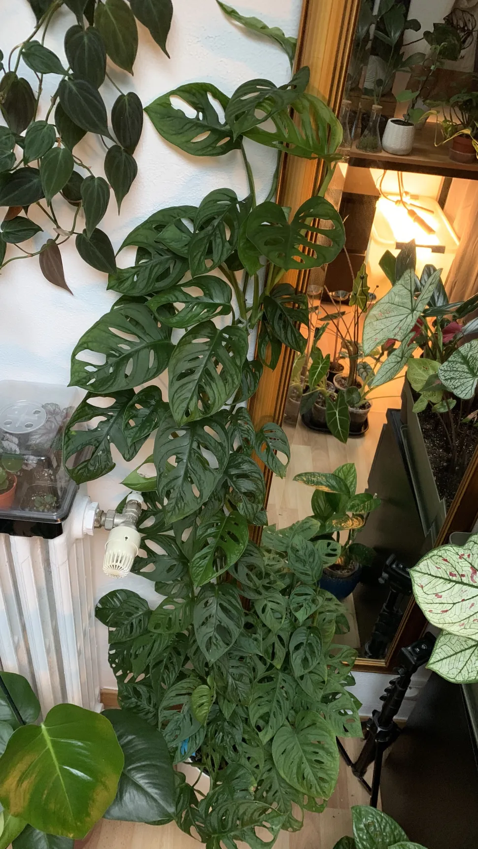 Het is moeilijk te geloven dat deze Monstera adansonni nauwelijks aandacht nodig heeft.