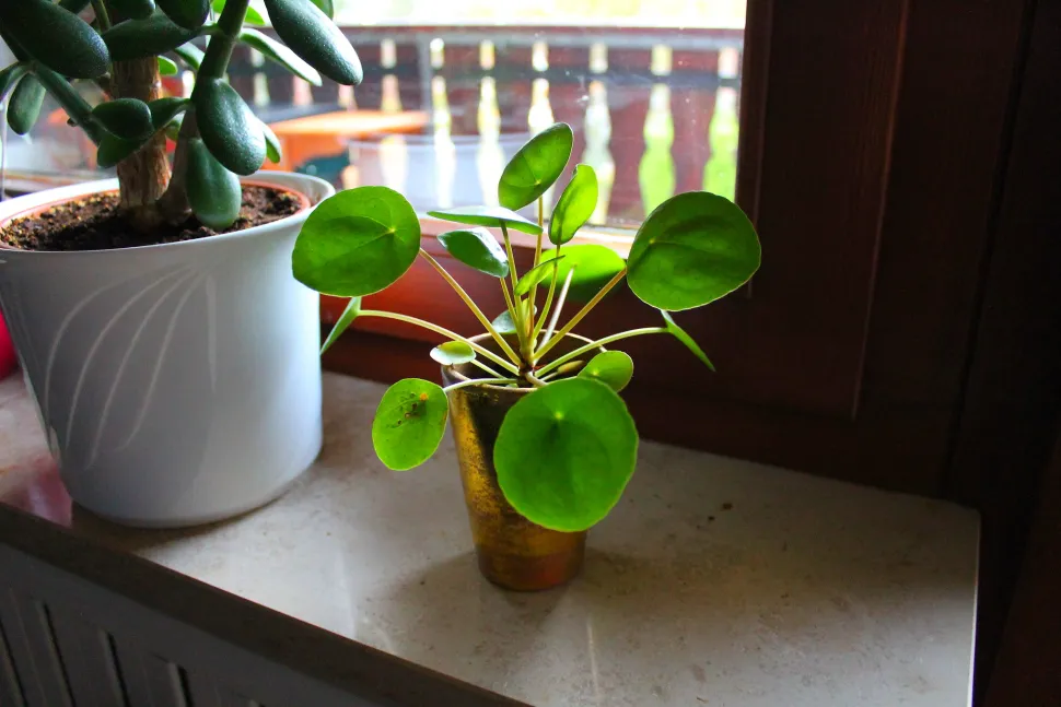 Das Vergraben einer Münze im Substrat der Pilea beim Umtopfen bringt Wohlstand - Foto von Impluviatus22 / Flickr