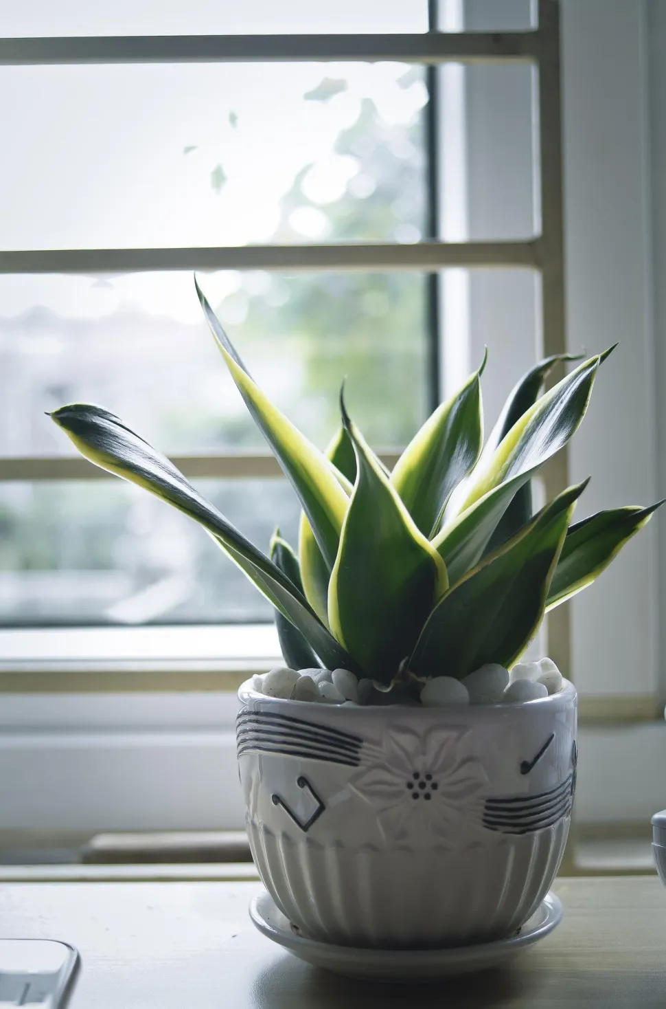 La lengua de suegra es una planta casi imposible de matar - Thanluanphotography
