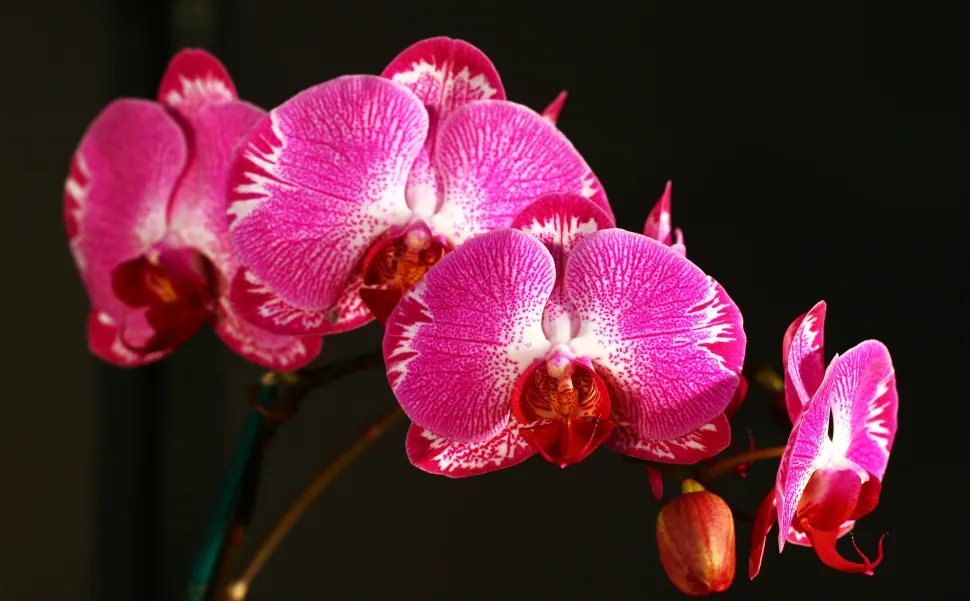 Juleaften, fødselsdag, bryllup, skilsmisse, Valentinsdag... En orkidé er altid en god idé – Foto af Liz West – Flickr