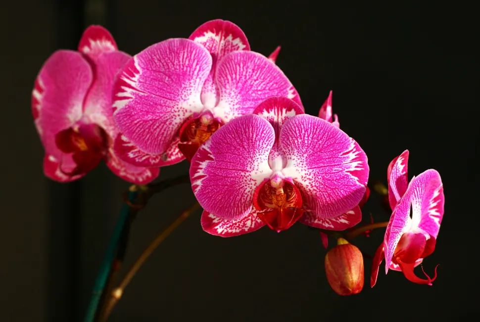 Weihnachten, Geburtstag, Hochzeit, Scheidung, Valentinstag... Die Orchidee ist immer eine gute Idee - Foto von Liz West -Flickr