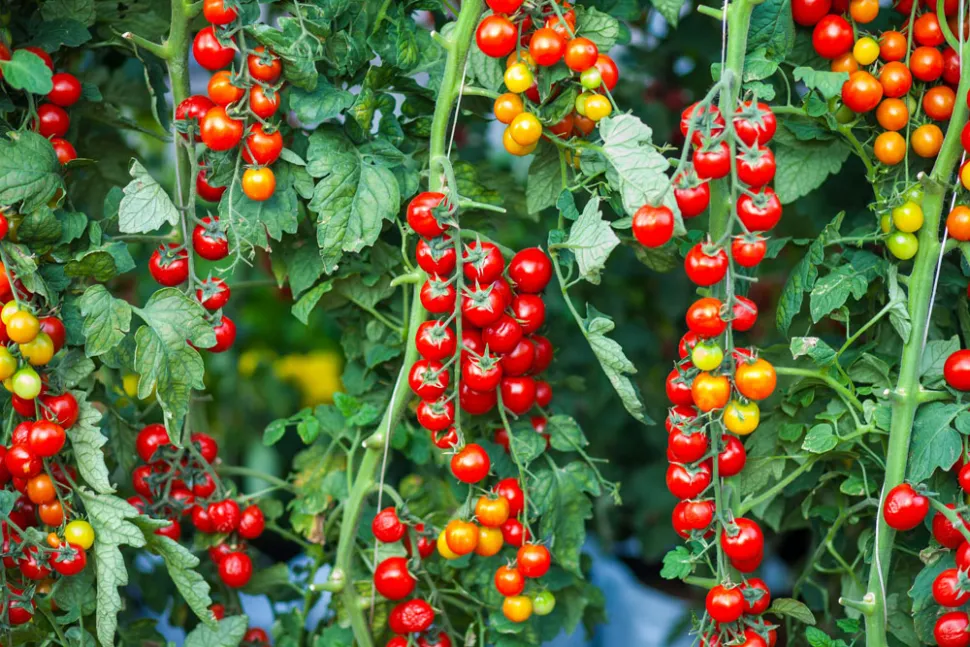 One cherry tomato plant can yield over 3 kg of fruit if the sun is shining - Photo by The Pham / Pexels