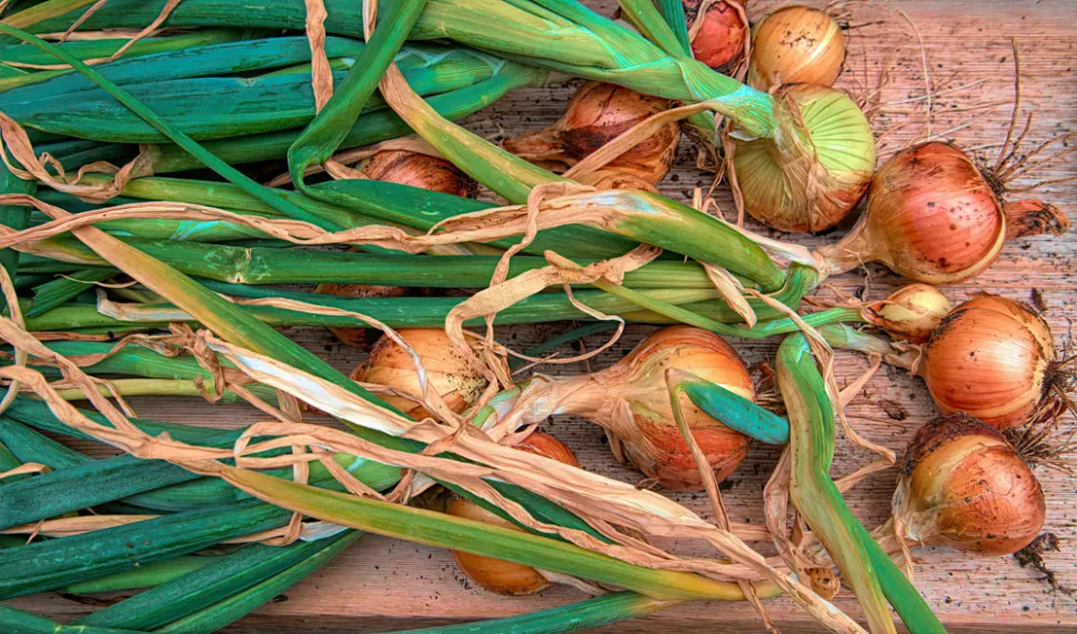 The question is what to do with all those onions - Photo by Townsend Walton / Pexels
