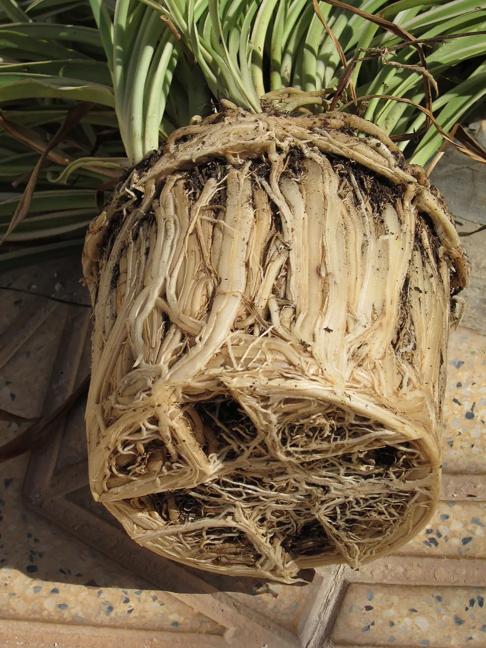 When the roots wrap around the root ball, it's time to repot