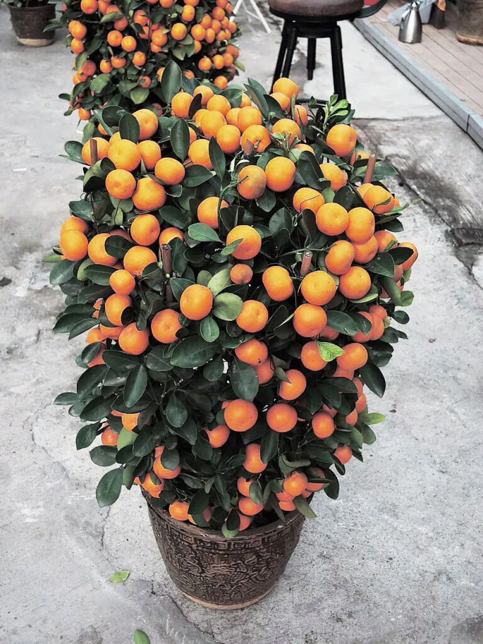 El calamondín es uno de los pocos cítricos que pueden cultivarse en interior / Foto de Geoffrey Rabbit - Wikipedia
