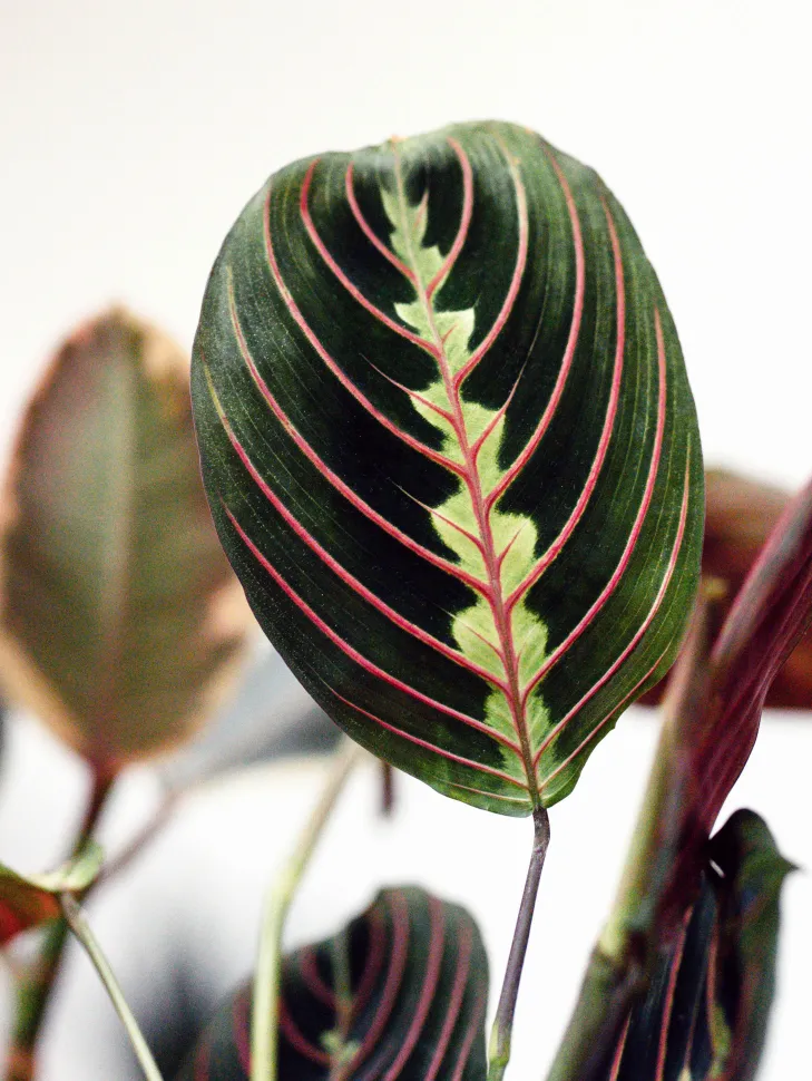 Marantas stehen den Calatheas in nichts nach und sind viel einfacher zu pflegen – Foto von Cottonbro studio / Pexels
