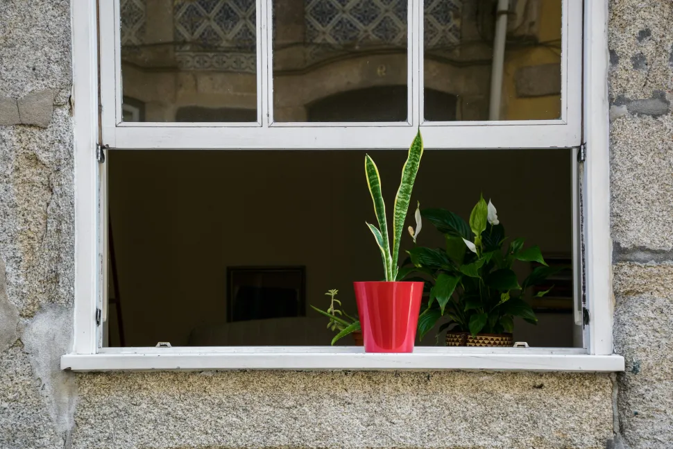 Fresh air helps prevent the appearance of mealybugs - Photo by José Santarém / Pexels