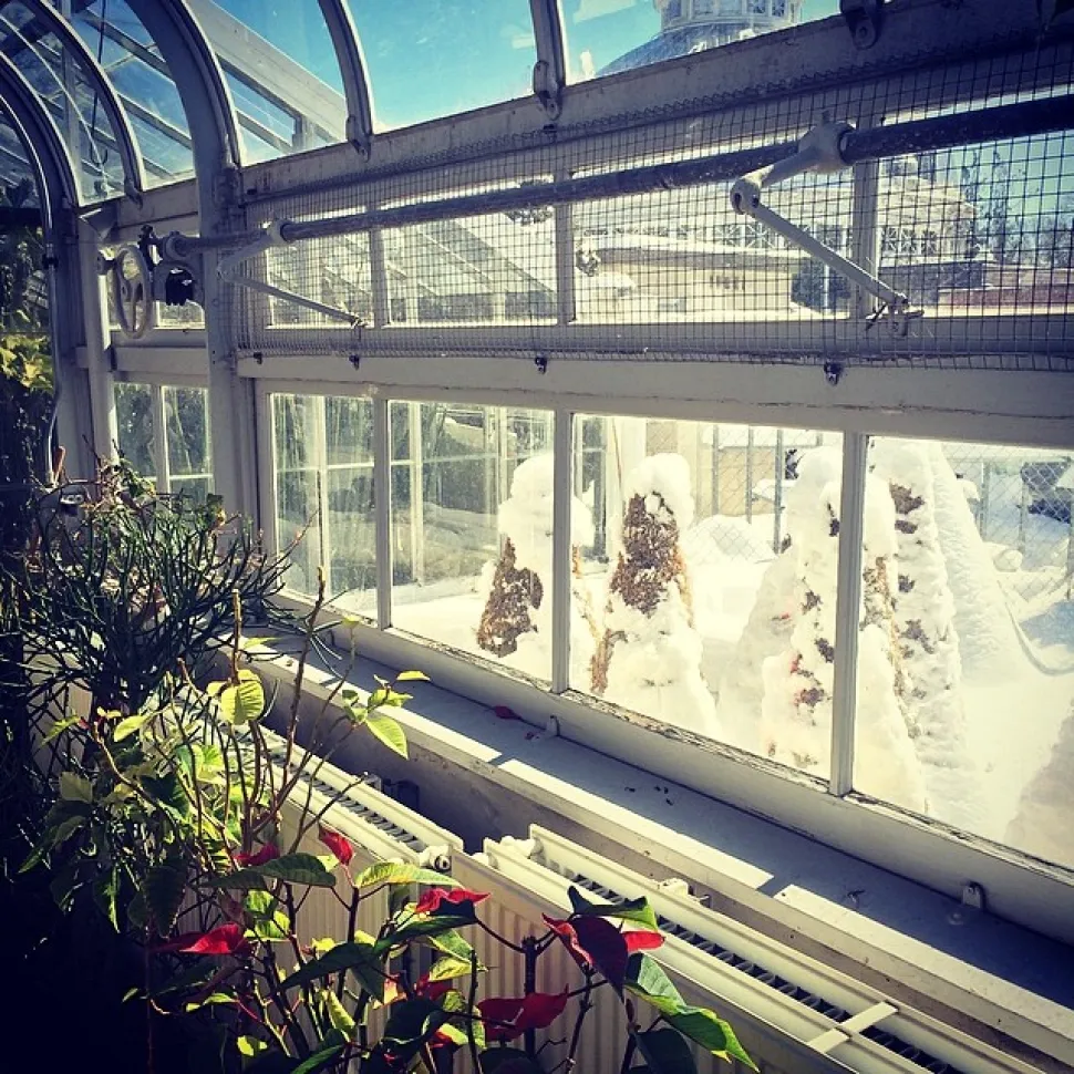 Als ze eenmaal lekker warm zijn, hebben je planten nog steeds je goede zorg nodig Foto door Marko Kudjerski (Bron Flickr)