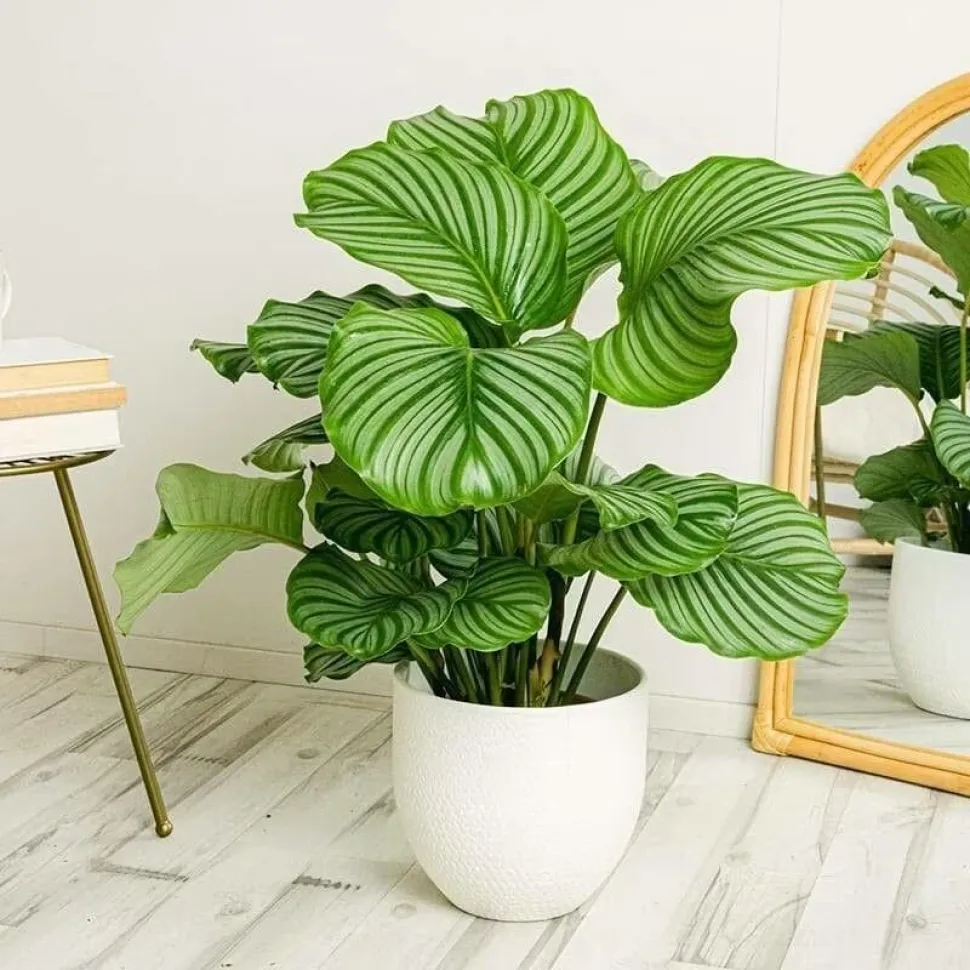 La Calathea orbifolia mide un metro de altura, es redonda y blanda... Foto de Arribas Mantecon / Plantnet