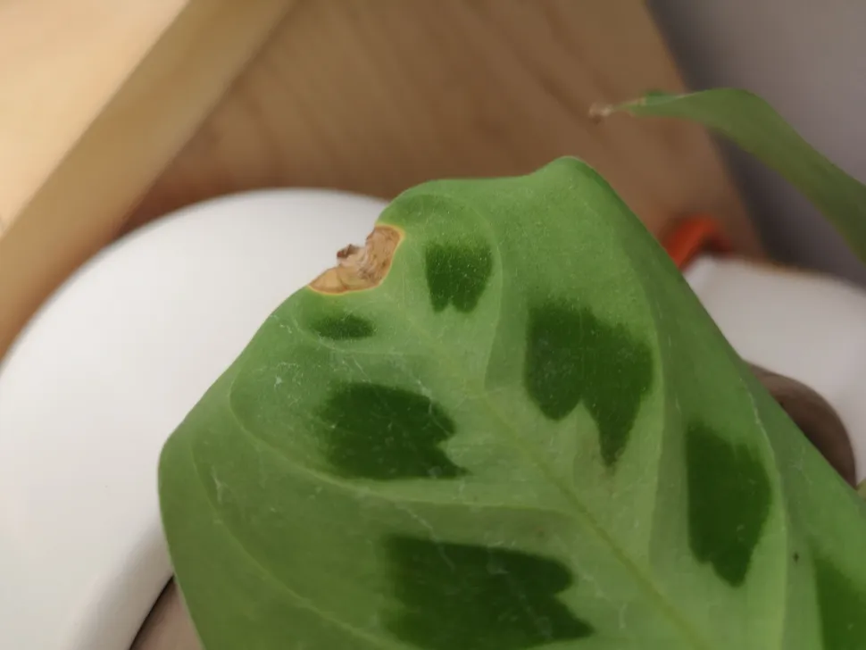 De bladpunten van mijn Marantaceae drogen altijd uit in de winter.
