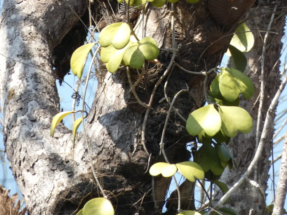 Asà es como se ve la Hoya kerrii en la naturaleza – Foto de Luluchouette /iNaturalist