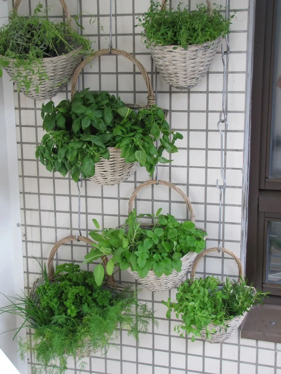 En el suelo, en macetas o colgado, siempre encontrará una solución para plantar sus hierbas aromáticas
