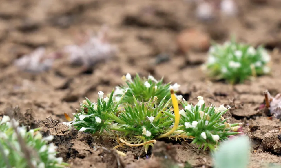 Clay soil is brown or ochre - Photo by Joanna Gilkeson