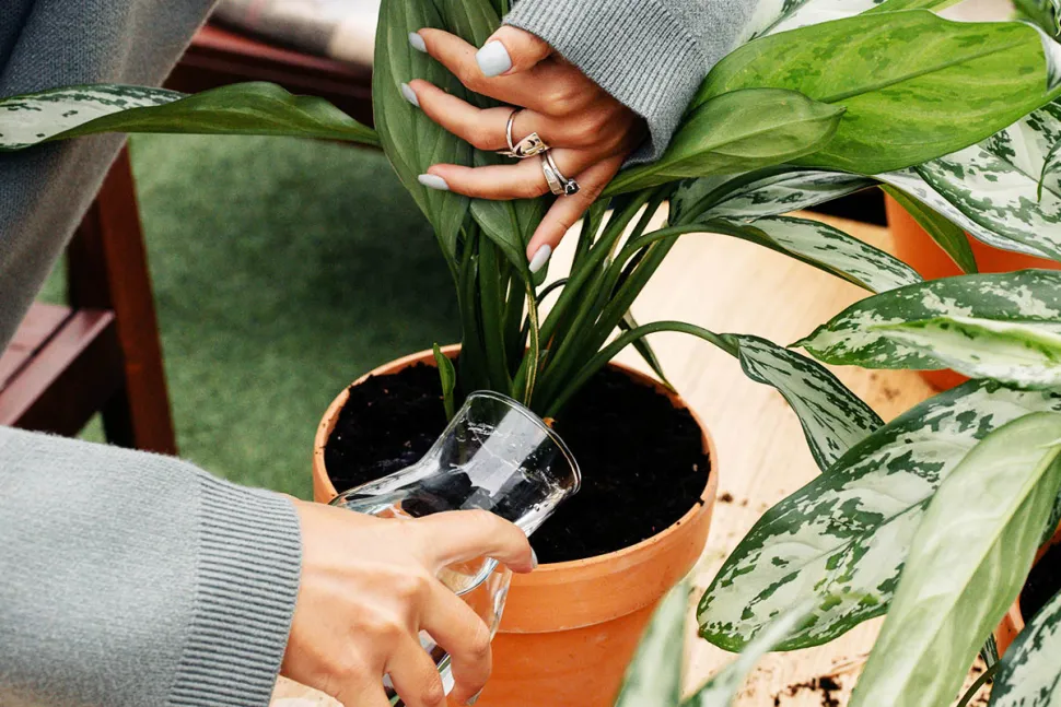 Ao recolher a água da chuva, poupa dinheiro (e tem mais dinheiro para comprar mais plantas) - Foto de Cottonbro studio / Pexels
