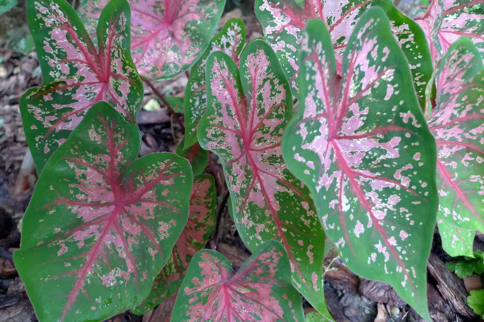 El Caladium bicolor recompensa a los jardineros pacientes con una explosión de color - Foto de Lori L. Stalteri / Flickr