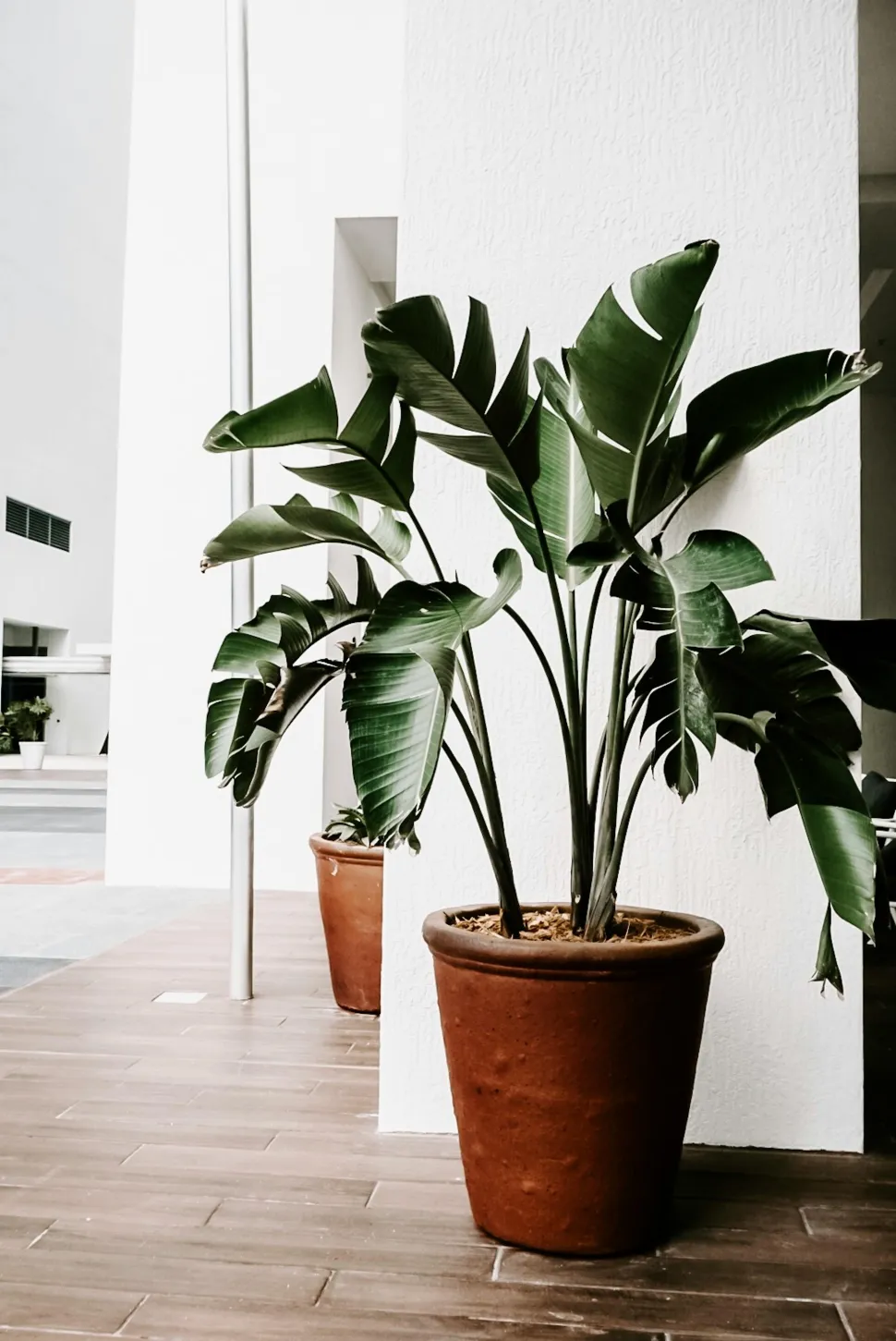 Incluso cuando no está en flor, el ave del paraíso gigante sabe cómo llamar la atención - Foto de Julia Kuzenkov / Unsplash