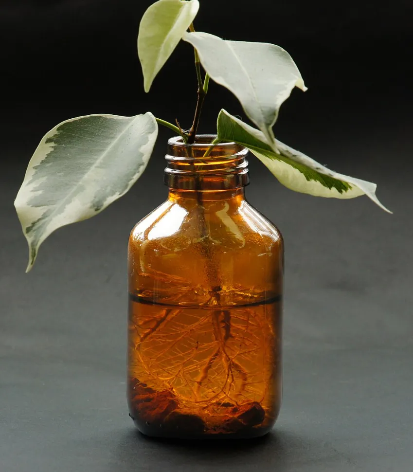 FIcus elastica 'Tineke' feliz como una almeja en hidroponía. Foto de Biusch / Wikipedia