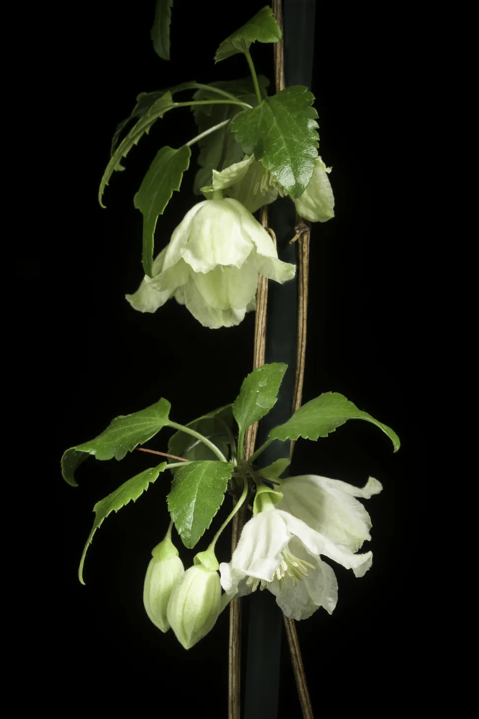 Pero, ¿por qué la mitad de las plantas de esta lista tienen nombres de telefilmes de la TNT? Foto de Motohiro Sunouchi / Flickr