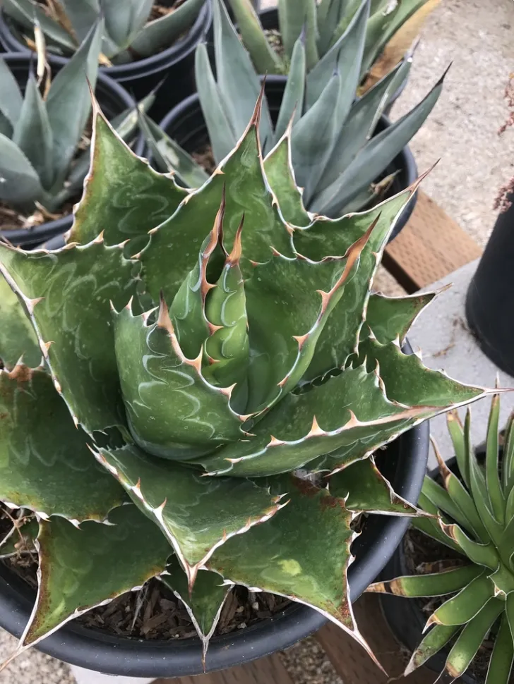 Ya sea en maceta o en tierra, la agave de montaña prefiere un suelo bien drenado – Foto de CK Kelly /iNaturalist
