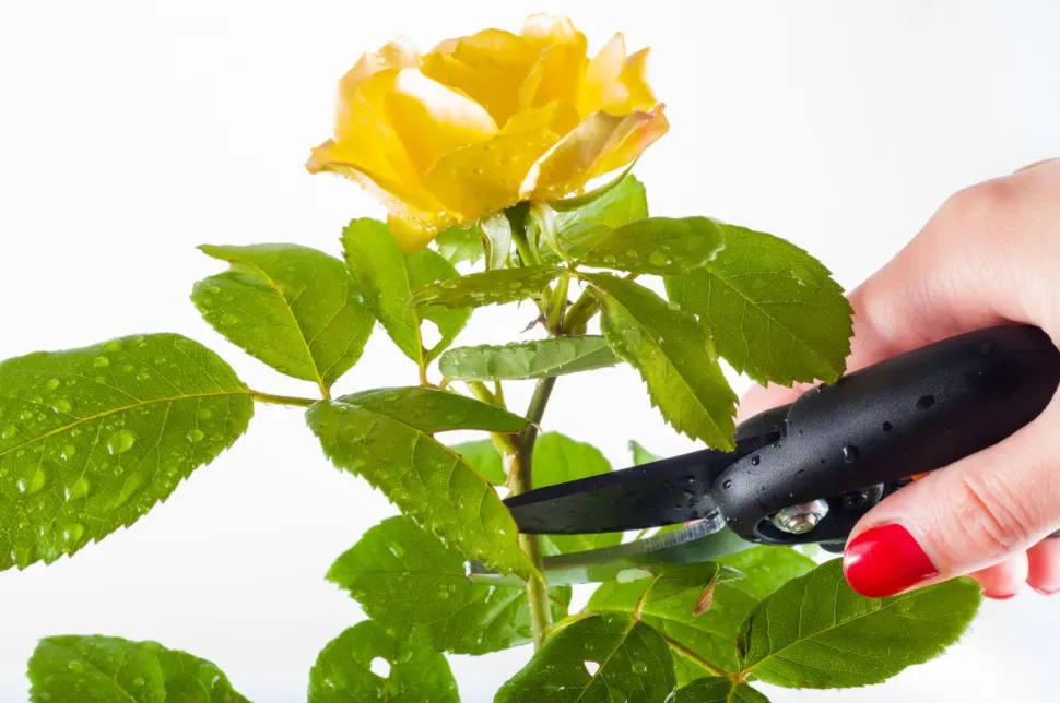 Always use a clean, sharp tool to avoid disease