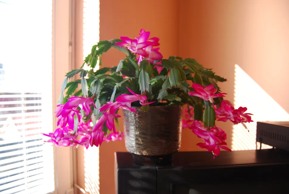 Je hoeft geen klatergoud op je kerstcactus te doen om hem te versieren - Foto door Peter Barabas / Flickr