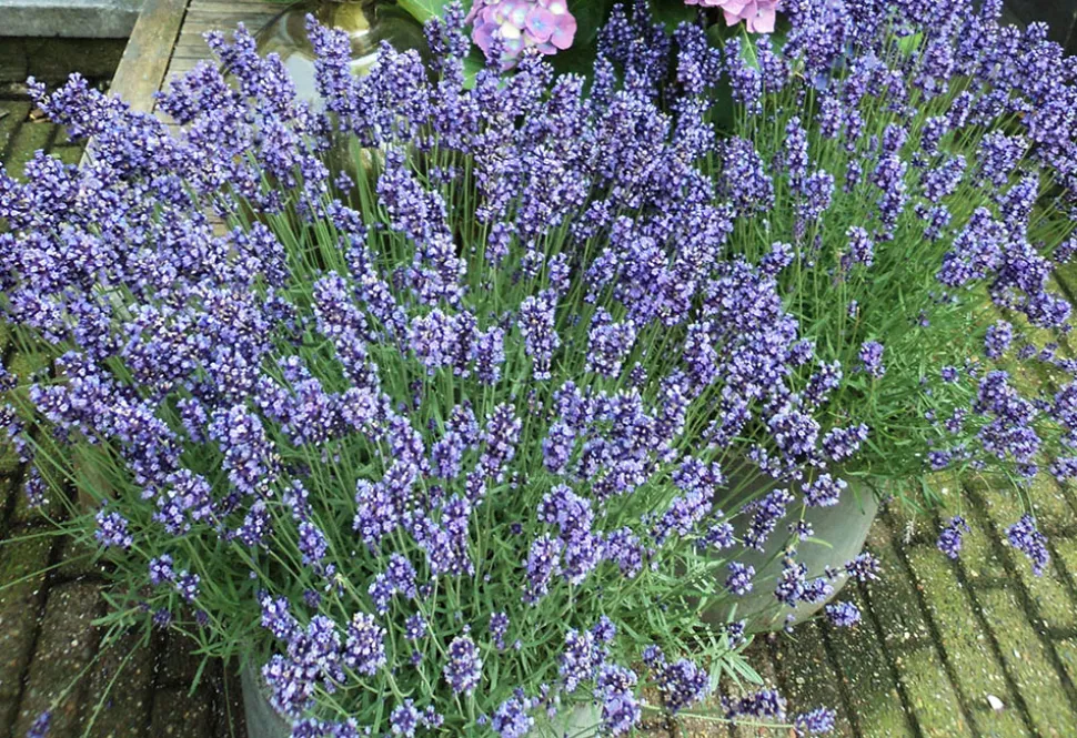 Moe van paars? Kies een blauwachtige lavendel! Foto door Martin Hendrikx / Flickr