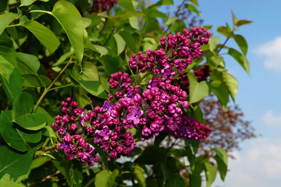 Er zijn roze, mauve en zelfs witte seringen.
