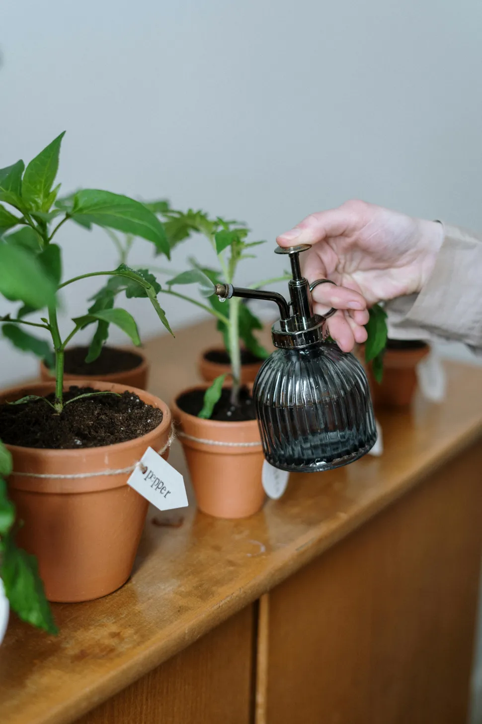 After a few weeks, you'll know if your cuttings have worked - Photo by Cottonbro studio / Pexels