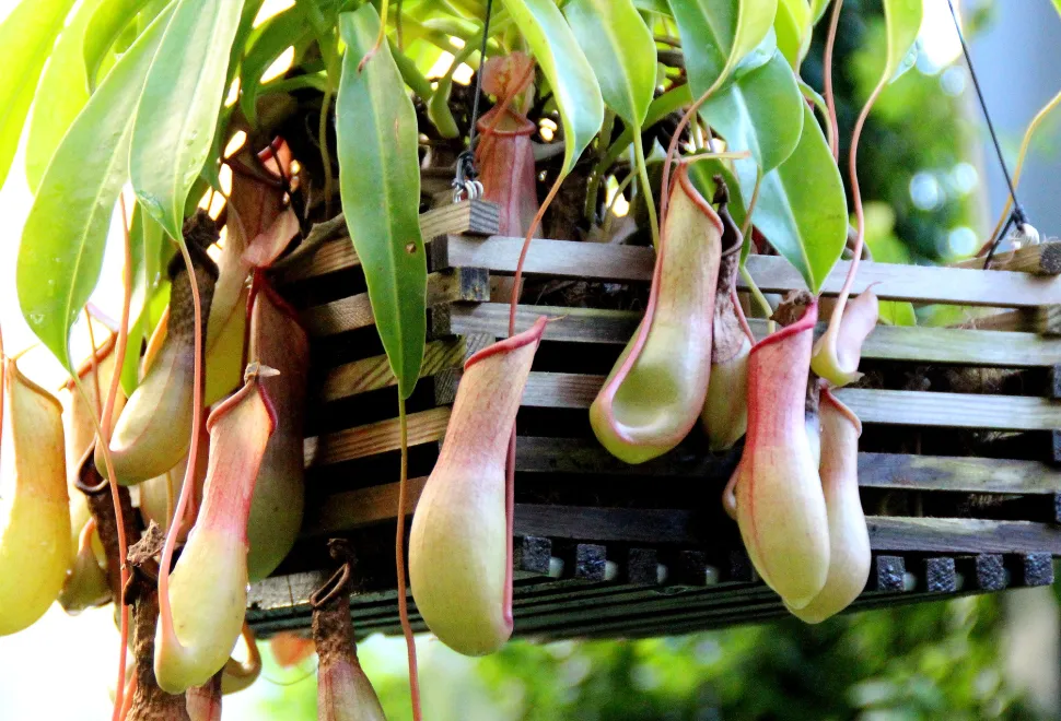 As nepenthes só são perigosas para os insetos – Foto de Manuel MW / Flickr