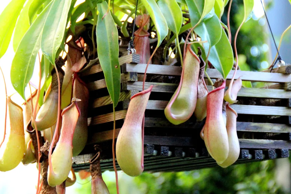 Nepenthes sind nur für Insekten gefährlich - Foto von Manuel MW / Flickr