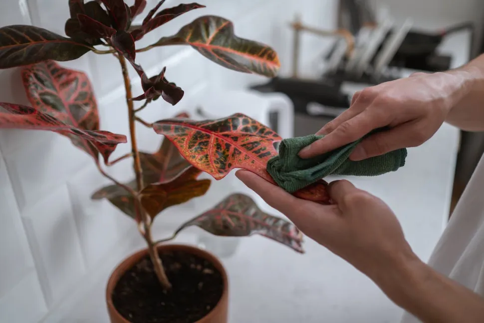 Maak schoon, veeg schoon en je planten zien er altijd op hun best uit - Foto door Cottonbro Studio / Pexels