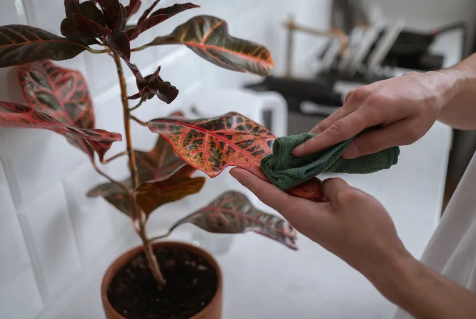 Maak ze schoon, veeg ze af, dan zien je planten er altijd weer stralend uit – Foto door Cottonbro Studio / Pexels