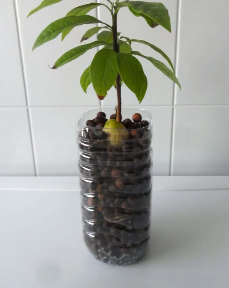 Du skal vente 6 år, før dit avocadotræ bærer sin første frugt. Foto af Jungle rebel /Flickr