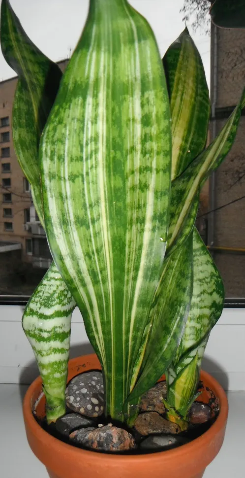 Often considered a shade plant, mother-in-law's tongue grows faster in the light. Indoors, it thrives behind a window. Photo by Irina UA / Flickr