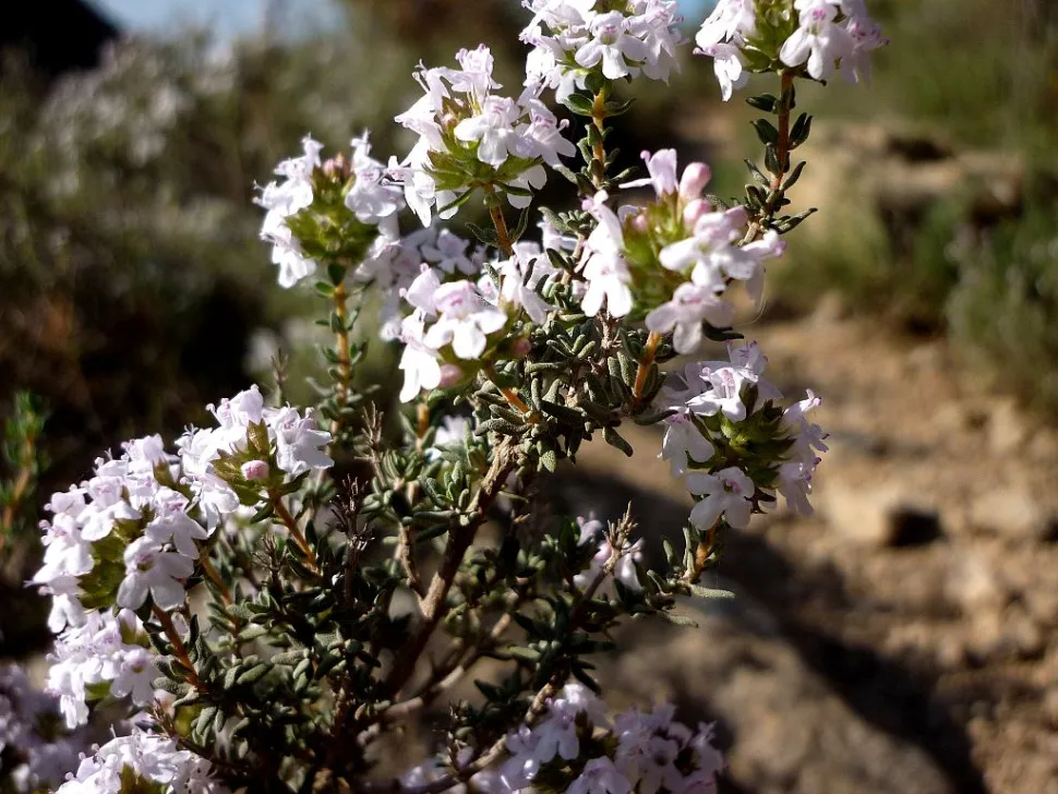 O tomilho floresce entre maio e julho. Foto de Isidre Blanc / Wikipedia