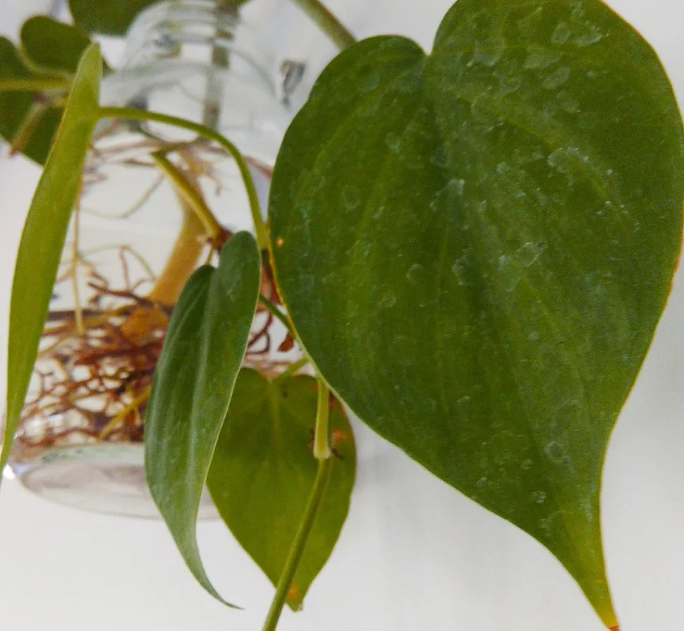 Für mehr Originalität züchte deinen Philodendron im Wasser – Foto von Aris Riyanto / Wikipedia