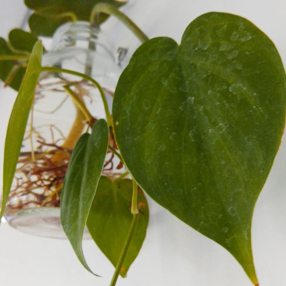 Noch origineller wird es, wenn Sie Ihren Philodendron im Wasser kultivieren - Foto von Aris Riyanto / Wikipedia