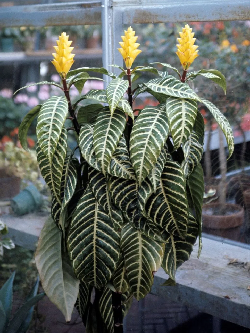 Als je aan zijn eisen kunt voldoen, zal de zebraplant je belonen - Foto door Wayne Ray / Wikipedia